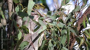 Koala marsupial native to Australia seen in a eucalyptus tree in it's natural native habitat