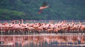 Flamboyance Of Lesser Flamingos At Lake Bogoria In Kenya, Africa. medium shot