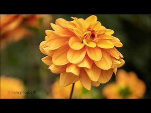 Lensbaby University Floral Series: 2 - Masterclass with the Twist 60 Lens #Lensbaby