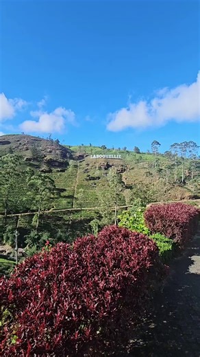 Чайные плантации☕️ #Шриланка #чай #путешествие #залетит #тренд #рекомендации #вайб #популярное #fyp #2026