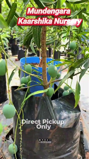 2500/- രൂപയുടെ മാമ്പഴത്തോടുകൂടിയ kalapadi mango Plant Mundagara Karshika Nursery