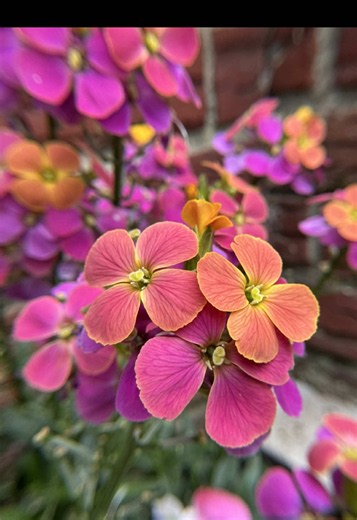 Erysistible Tricolor Wallflower from Lowe’s! The colors are insane 🥰🩷 #flowergarden #wallflower #gardening #lowes #gardeningtips