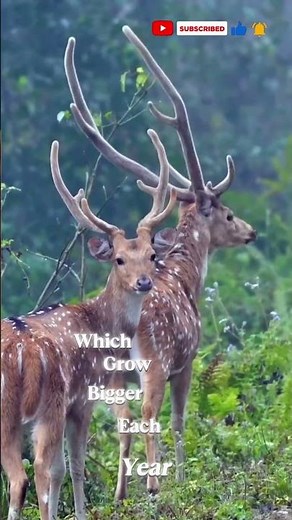 Red Deer in Austria – King of the Forest