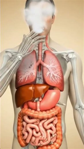 Inside a Smoker’s Lungs 🚬 | Real-Time 3D Smoke Flow Animation | Anatomy Lab 3D
