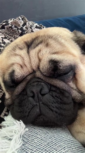 #mops #mopslouis #hund #pug #pugs #mydog #ichbinmops #ganzsüß #mopsi #tiktokhund