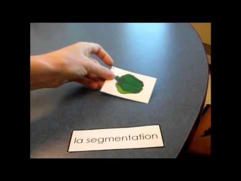 Conscience phonologique