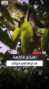 تنبت من جذع الشجرة وليس من الغصن.. تعرف على أضخم فاكهة في زنجبار #أيام_أفريقية #قناة_العربية الحلقة الكاملة: https://youtu.be/qyhHoejyrV4 | العربية برامج - Al Arabiya Programs