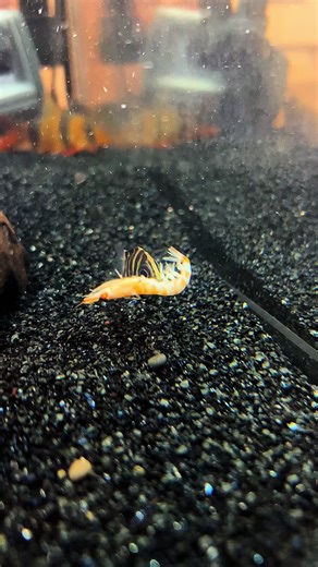 Discover the Beauty of Datnoid Fish in Your Aquarium