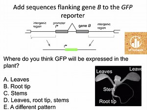 Add sequences flanking gene B to the GFP reporter.Where do yo... | Filo