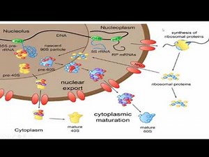 Les ARN ribosomique, مهم جدآ!!!