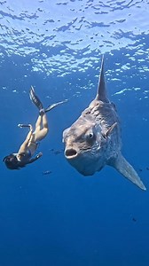 🤯 Is it real?! Freediving in Cabo San Lucas just hit a whole new level — meet the Mola mola, the alien-like ocean sunfish that can weigh up to 5,000 lbs. Captured by ig @Bringas Dive, this surreal moment shows a diver @chistinarawa face-to-face with one of the ocean’s rarest, weirdest gentle giants — all while geared up in Cressi. 🐟 Part dinosaur, part spaceship, ALL real. 🌊 Only in the deep drops of Baja. Would you dive with one of these legends? 👀👇 Read the complete article here Mesmerizi