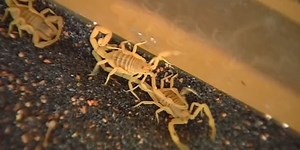 Bug Hot Zones: Some Phoenix-area neighborhoods are seeing more pests than others