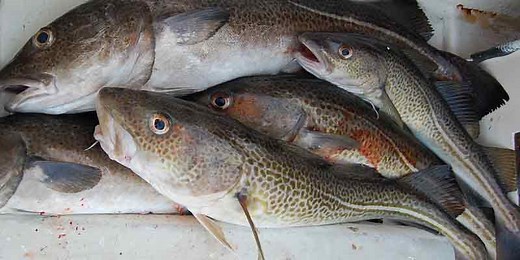 Can You Freeze Cod? Simple Freezing Method - Pantry Tips