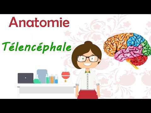 Anatomie | Le télencéphale ( les 2 hémisphères cérébraux ) .. cours de 2 ème année médecine
