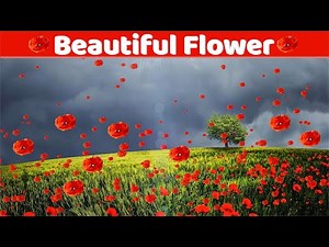 Beautiful Flower Background - Blooming Flowers Video Free Download