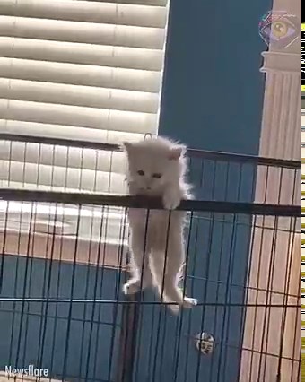 That jump in the end is EPIC! 🤣 | Now I've Seen Everything