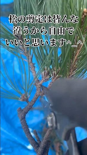 自分の好みで松の剪定をする時代でいいと思います #庭師のvlog #松