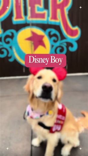 Tag your Disney bestie😍🐾 #servicedog #goldenretriever #servicedogsoftiktok #disney #disneyland