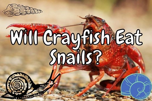 Will Crayfish Eat Snails? (can they be kept together?) – Outlife Expert