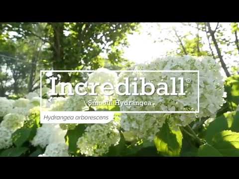 30 Seconds with Incrediball® Smooth Hydrangea