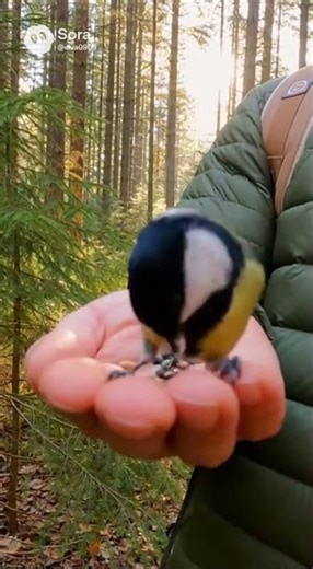 Forest Birds Land on Hiker’s Hand — Beautiful Real-Life Nature Connection