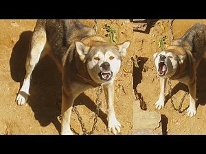 Dog barking 1 hour / Fierce dog barking sounds