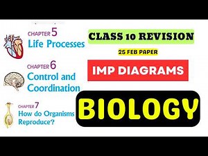 Class 10 Biology Important Diagrams | Full Revision | All NCERT Biology Concepts Covered