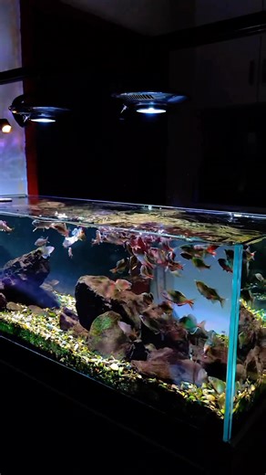 Cái bể này nét nhất là bầy cá với cái bộ đèn phải k ae 🤣 | Tuấn Aquarium - Nota Shop VN