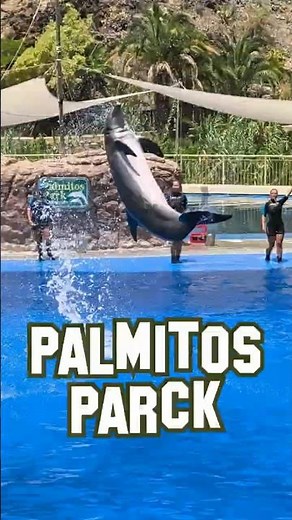 🐳INCROYABLES DAUPHINS🐬#palmitosparck #zoo #espagne #grandecanarie #grancanaria #animaux #dauphins