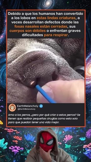Mejorando la vida de los perros que más amamos