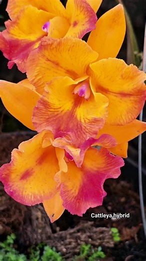 Cattleya hybrid Lost id Fragrant orchid 💖 #Cattleya #fragrantorchid #beautifulorchid #homegarden #lifestyle #orchidlovers #hobby #orchids #foryou #flowers #kolektoranggrek | Banua Melo Gardens