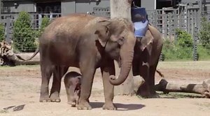 Visit Dubbo’s First Elephant Calf And Explore The Wild At Taronga Western Plains Zoo This Summer | Taronga Western Plains Zoo