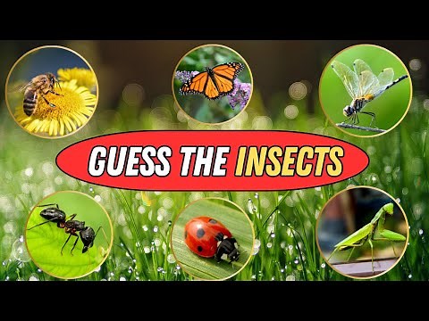 Guess the Insects | 50 Insects Quiz | Test Your Bug Knowledge
