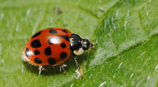 Biodiversity - Ecosystems and biodiversity - AQA Synergy - GCSE Combined Science Revision - AQA Synergy - BBC Bitesize