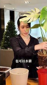 拯救你的臥室與客廳！３種超好養的居家綠植🪴 #療癒盆栽 #室內植物 #綠色生活 #新手友善 #提升生活品質 #虎尾蘭 #龜背芋 #多肉植物 #觀葉植物