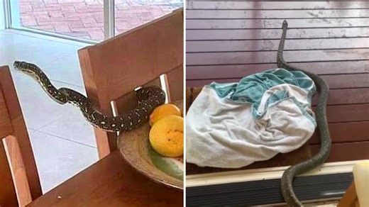 Sydney family finds diamond python near fruit bowl