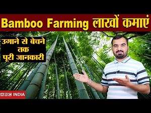 Bamboo Farming | 1.80 लाख Per Acre | Bans ki kheti | Without खर्चा Only Income | Full Detail farming