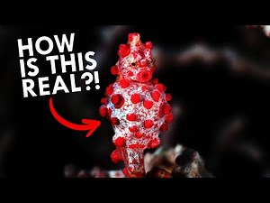 The Pygmy Seahorse Has Mastered Camouflage