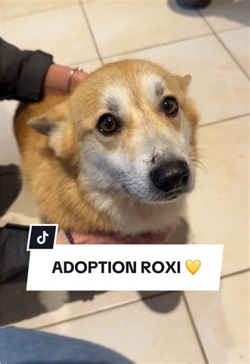 Adoption de Roxi, le Corgi Énergique! 💛