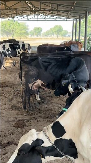 The Futuristic Tech Revolutionizing Dairy Farming