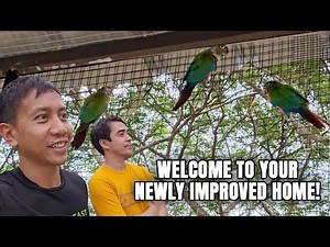 Moving Our Parrots to Their New Outdoor Aviary | Vlog #1694