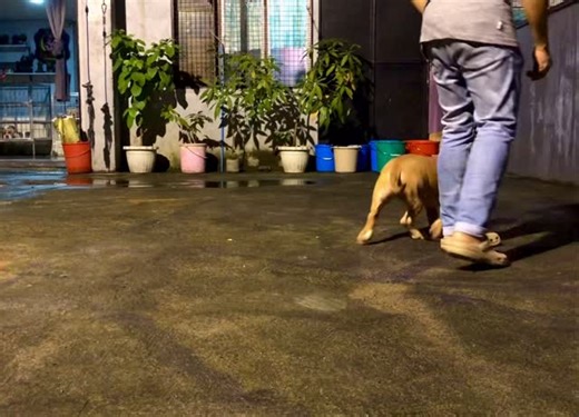 When I watch ABKC Nationals, I don’t just admire the beautiful Bullies—I watch with purpose. I study, learn, and take inspiration from handlers who truly master the art of presentation. There is so much to absorb in every movement and every moment in the ring. Ma’am Hannah’s gentle, nurturing touch feels like guiding a child, while Sir SBK’s sharp, professional style makes his dog look as if it’s confidently walking the red carpet. I pray that one day we can create our own unique thumbprint in h