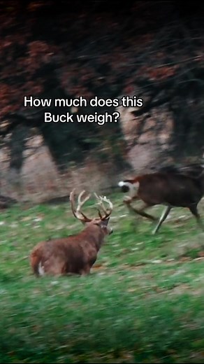 Any guesses?? 🤔 #Realtree