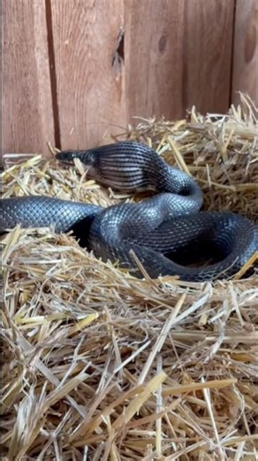 Snake Eating Chicken Egg