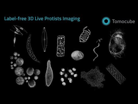 Discover the Hidden Beauty of Protists in 3D | Label-Free Holotomography by Tomocube HT-X1 Plus (4K)