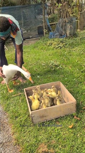 Sweet Beginnings: Watch this baby gosling discover grass for the first time.