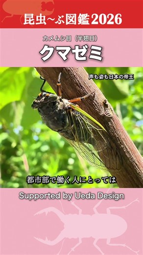 [Insect Encyclopedia 2026] Kumazemi's Summer - The City Singer #asmr #4K #cicada #insects #japan