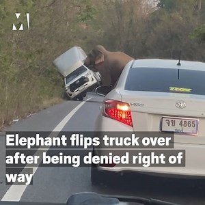 15K views · 114 reactions | This is the moment an elephant pushed over a truck because the driver apparently refused to wait for the animal to cross the road  | Metro | Facebook
