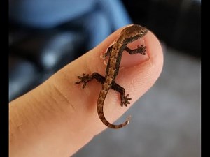 Meet the Mourning Gecko!