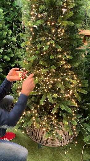 🎶✨ "Lucine, lucine, lucineee..." ✨🎶 🎄 Non importa se calde, fredde o colorate: ogni albero di Natale che si rispetti deve avere le lucine. 🎄 Ma come si mettono⁉️🤔 Ci vuole metodo, qual è il vostro? Le distribuite facendo cerchi concentrici, oppure partite dal basso e andate verso l'alto? O siete fatalisti e le lanciate sopra a casaccio, sperando che cadano da sole nei punti giusti? 🙈 Il nostro espertissimo Ottuzzi Mauro Garden Art ci spiega come scegliere il tipo giusto di lucine e come po